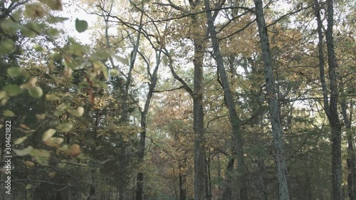 A Tilt up to Surrounding Canopy of Trees