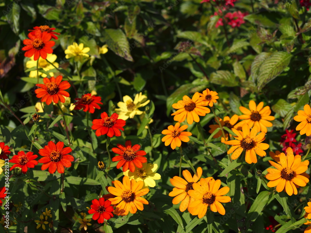 ヒャクニチソウの花 ヒャクニチソウの花