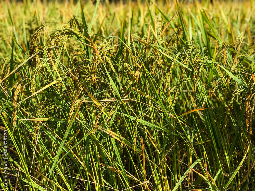 Rice field. Closeup of yellow paddy rice field with green leaf in a sunny day