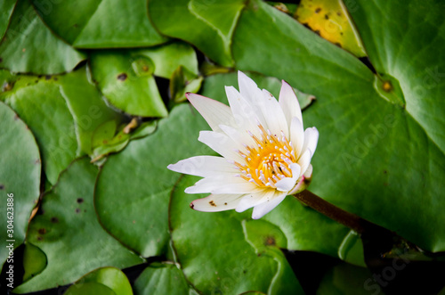 White lotus flower on lotus leaves