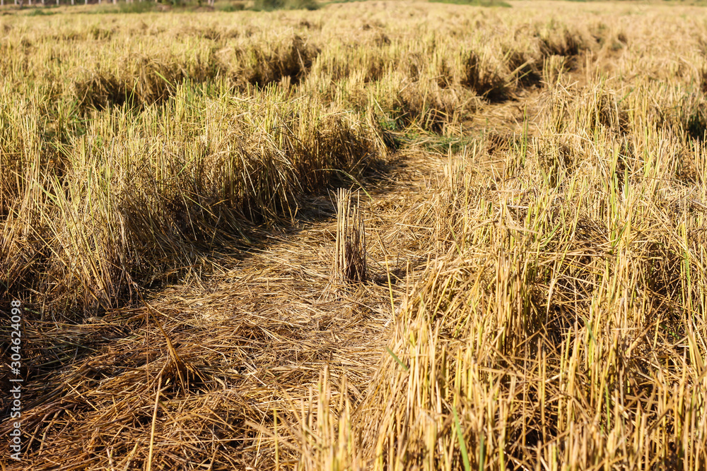 Rice straw at the paddy rice field just after harvesting Rice straw at the paddy rice field just after harvesting