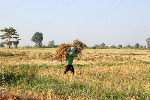 the farmer Carrying the paddy in the rice field