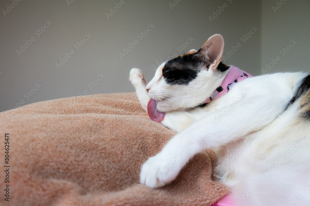 The cat is licking his hands, cleaning yourself with a comfortable posture.