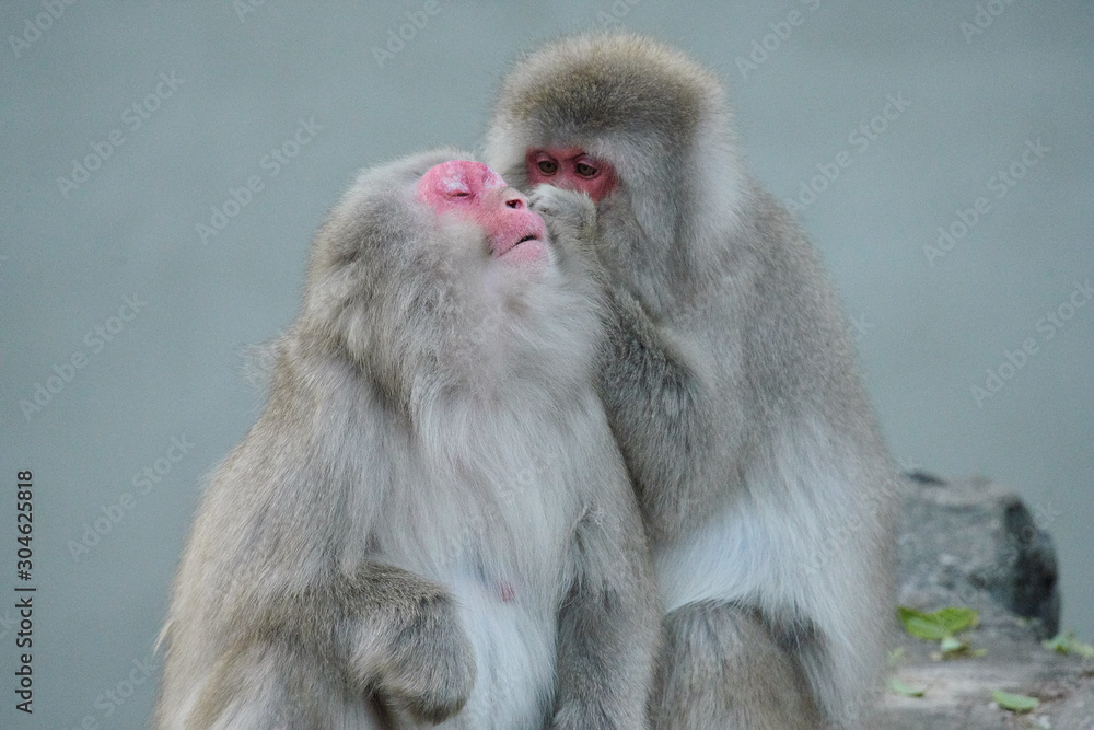 Naklejka premium ニホンザル