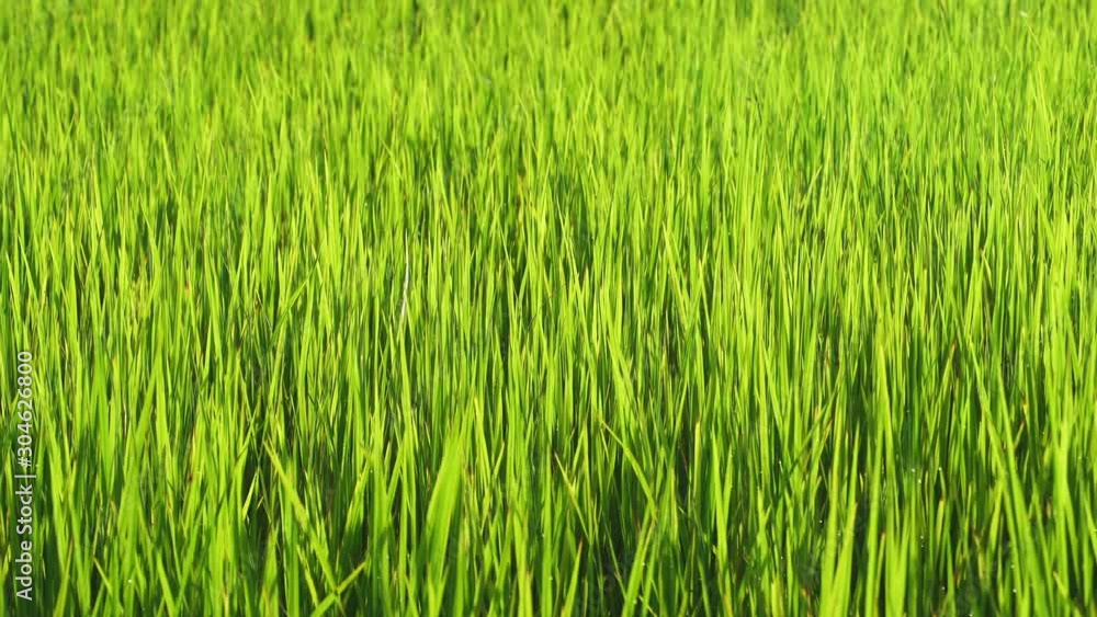 Green young rice field texture with the wind blowing , Green rice field at the morning in the farm of famer, Nature Background Green young rice field texture with the wind blowing , Green rice field at the morning in the farm of famer, Nature Background