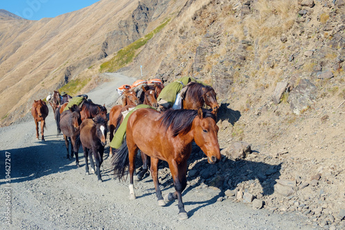 A team of horses hiking up the mountain