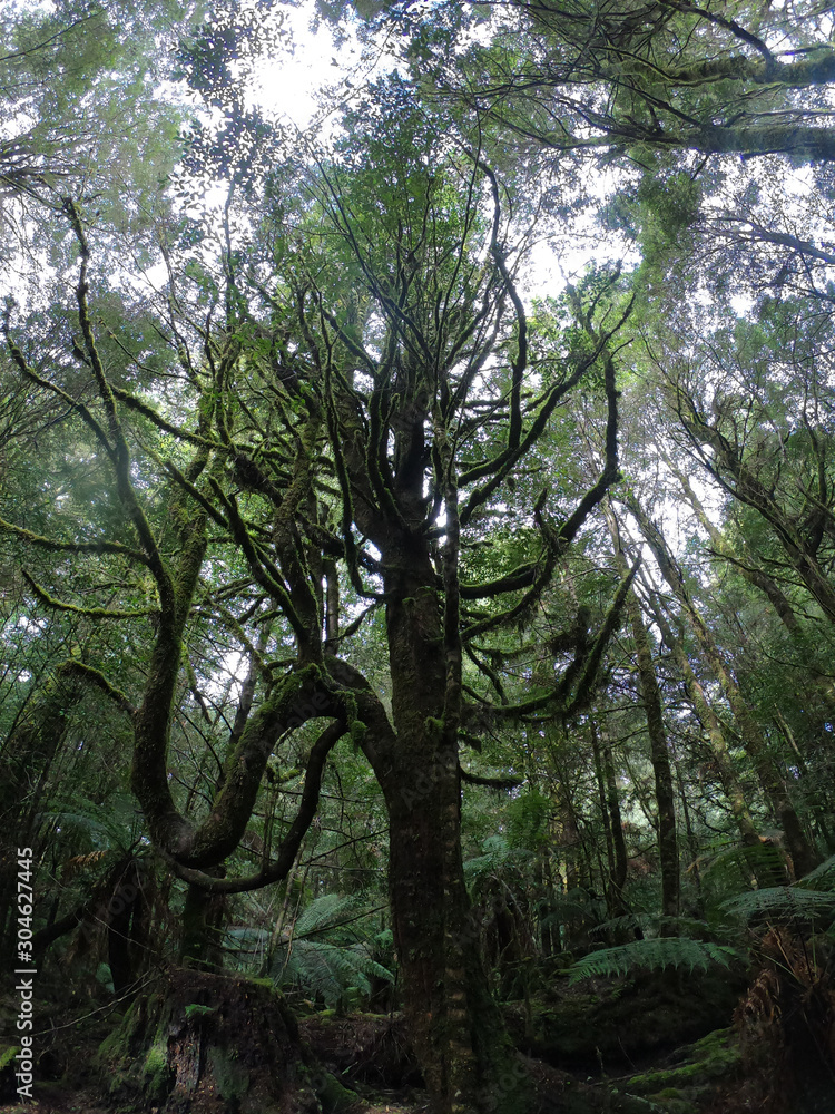 Philosopher Falls Tasmania tree in the forest Philosopher Falls Tasmania tree in the forest