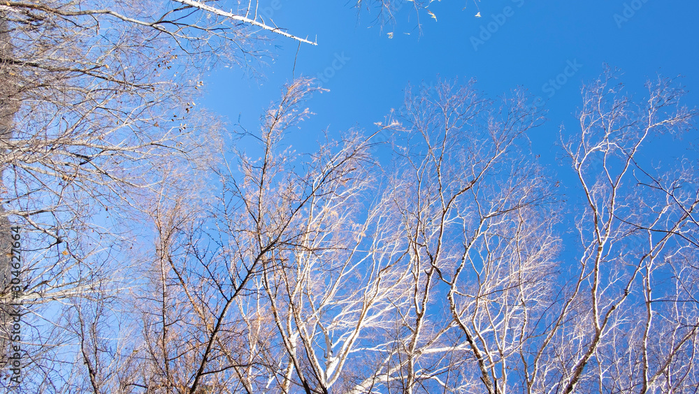 Dried brown branch leaves trees with blue sky background in fall autumn season of kamikochi national park , Kamikochi, Japan. Dried brown branch leaves trees with blue sky background in fall autumn season of kamikochi national park , Kamikochi, Japan.