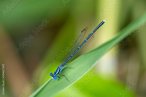 アマゴイルリトンボ　オス