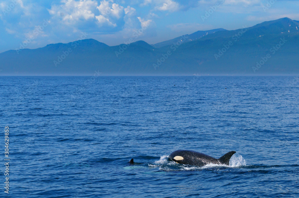 Fototapeta premium 北海道 知床 羅臼の海を泳ぐシャチ