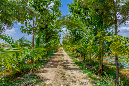 A walkthrough path in lush green garden 