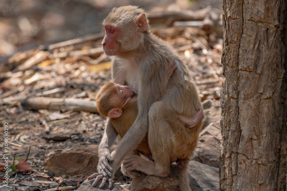Nurturing - An old world monkey is feeding and nurturing it's infant in the wild. Nurturing - An old world monkey is feeding and nurturing it's infant in the wild.