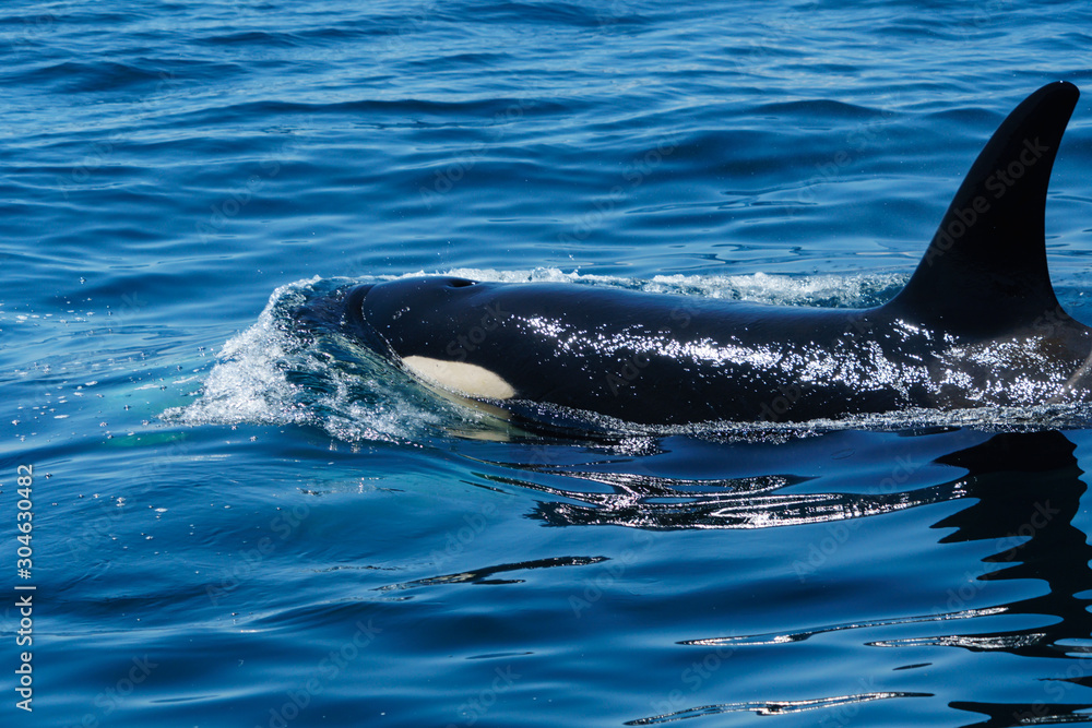 Obraz premium 北海道 知床 羅臼の海を泳ぐシャチ
