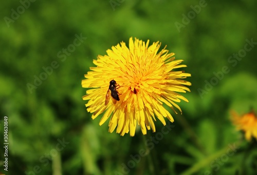 Wallpaper Mural Blooming bright yellow Taraxacum flowers in a meadow on a spring, sunny day Torontodigital.ca