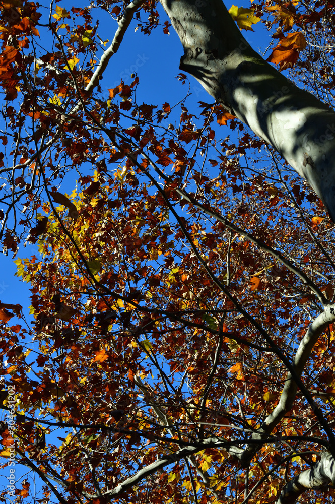 青空を背景にして 紅葉した樹木をローアングルで撮影した写真 Stock Foto Adobe Stock