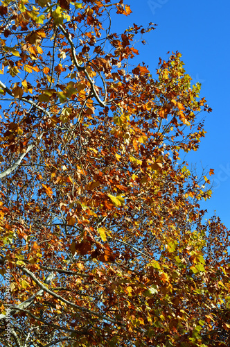青空を背景にして、紅葉した樹木をローアングルで撮影した写真