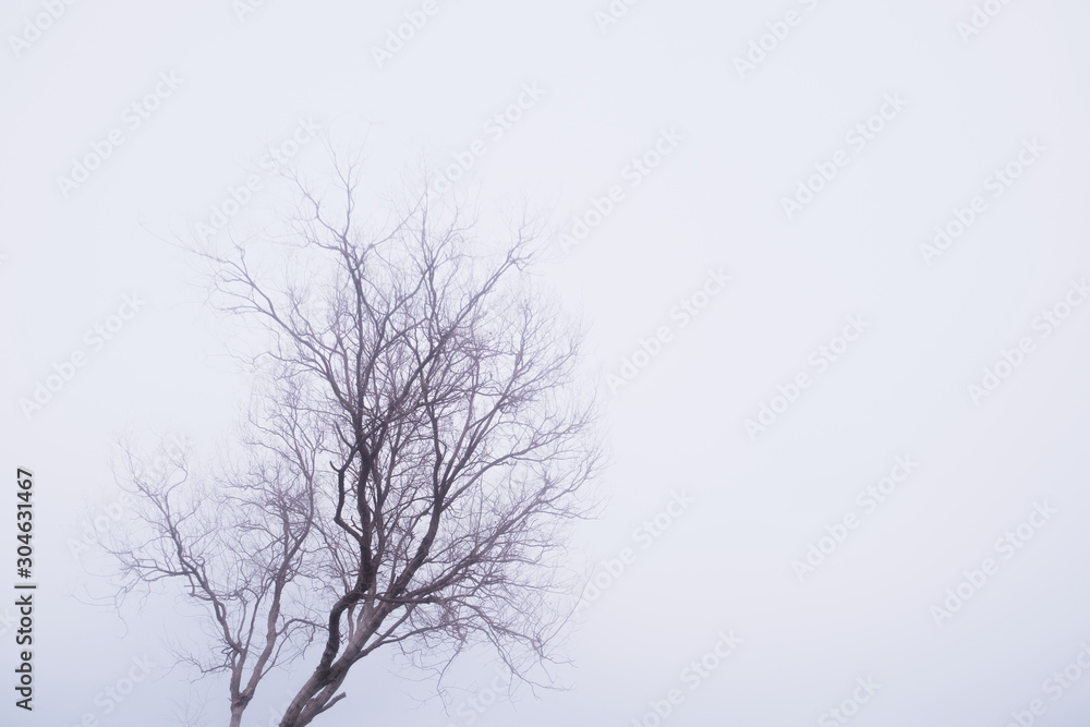 Dry tree branch with foggy mist moody sky background in autumn season , copy space. Dry tree branch with foggy mist moody sky background in autumn season , copy space.