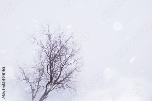 Dry tree branch with fog moody sky background in autumn season and snow wind effect, copy space. © HarryKiiM Stock