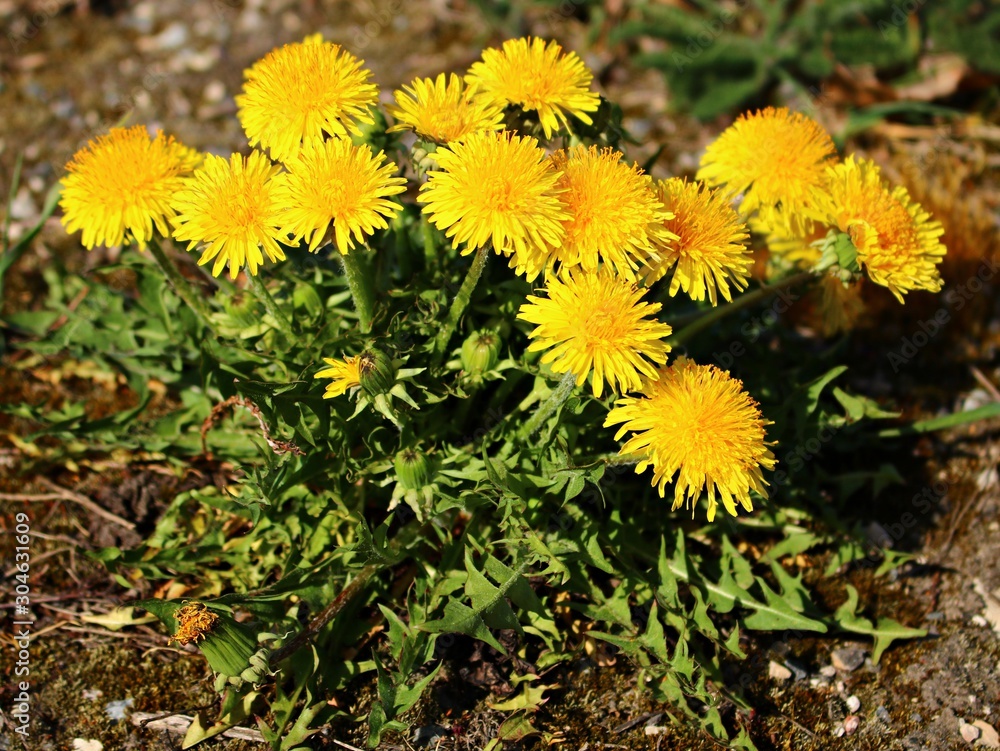 Blooming bright yellow Taraxacum flowers in a meadow on a spring, sunny day Blooming bright yellow Taraxacum flowers in a meadow on a spring, sunny day