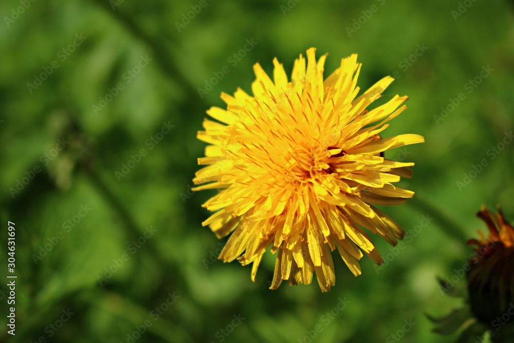 Blooming bright yellow Taraxacum flowers in a meadow on a spring, sunny day Blooming bright yellow Taraxacum flowers in a meadow on a spring, sunny day