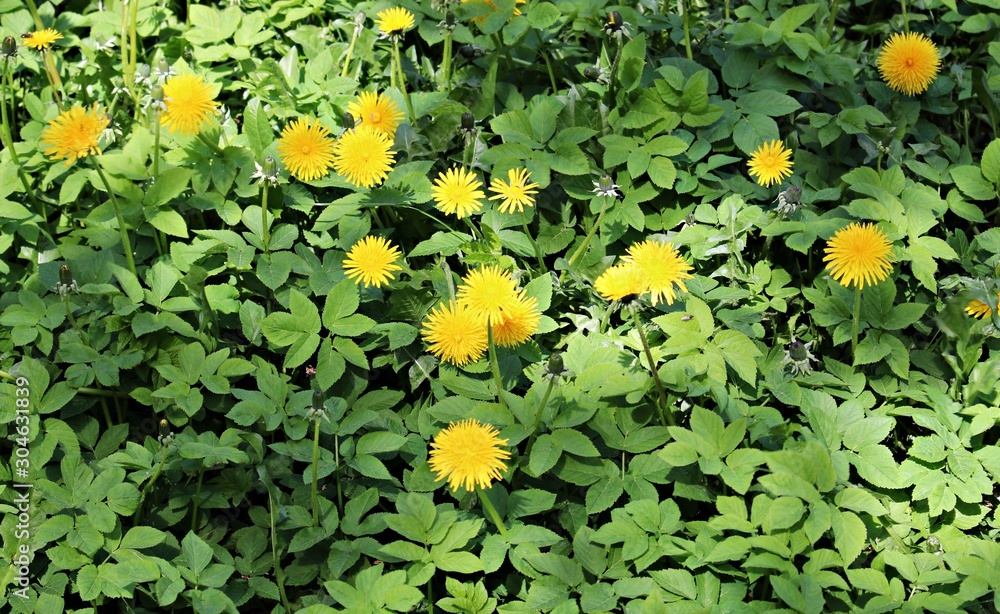Blooming bright yellow Taraxacum flowers in a meadow on a spring, sunny day Blooming bright yellow Taraxacum flowers in a meadow on a spring, sunny day