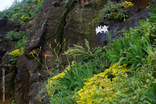 Scenic view of white Lilium Formosanum flowers ( a native species of Lilies, also known as Formosa Lily or Taiwanese Lily ) blooming in spring season on a rugged cliff by the northeast coast of Taiwan photo