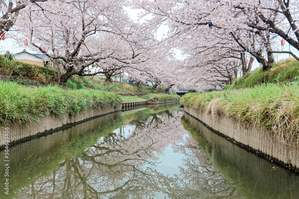 Beautiful archway of pink cherry blossom trees ( Sakura Namiki ) on the river bank of a canal in Fukiage, Saitama, Japan ~ Romantic spring scenery of Japanese countryside in sakura season Beautiful archway of pink cherry blossom trees ( Sakura Namiki ) on the river bank of a canal in Fukiage, Saitama, Japan ~ Romantic spring scenery of Japanese countryside in sakura season