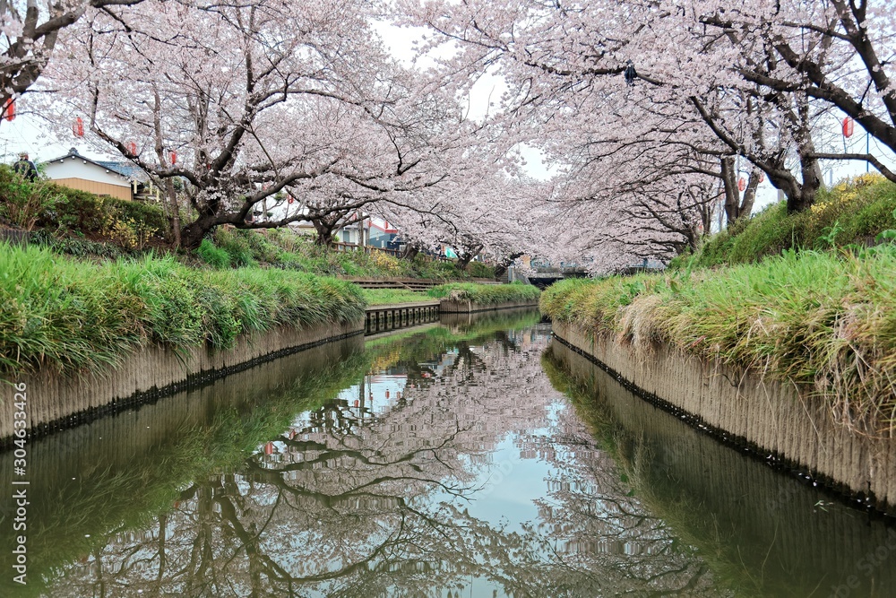 Beautiful archway of pink cherry blossom trees ( Sakura Namiki ) on the river bank of a canal in Fukiage, Saitama, Japan ~ Romantic spring scenery of Japanese countryside in sakura season Beautiful archway of pink cherry blossom trees ( Sakura Namiki ) on the river bank of a canal in Fukiage, Saitama, Japan ~ Romantic spring scenery of Japanese countryside in sakura season
