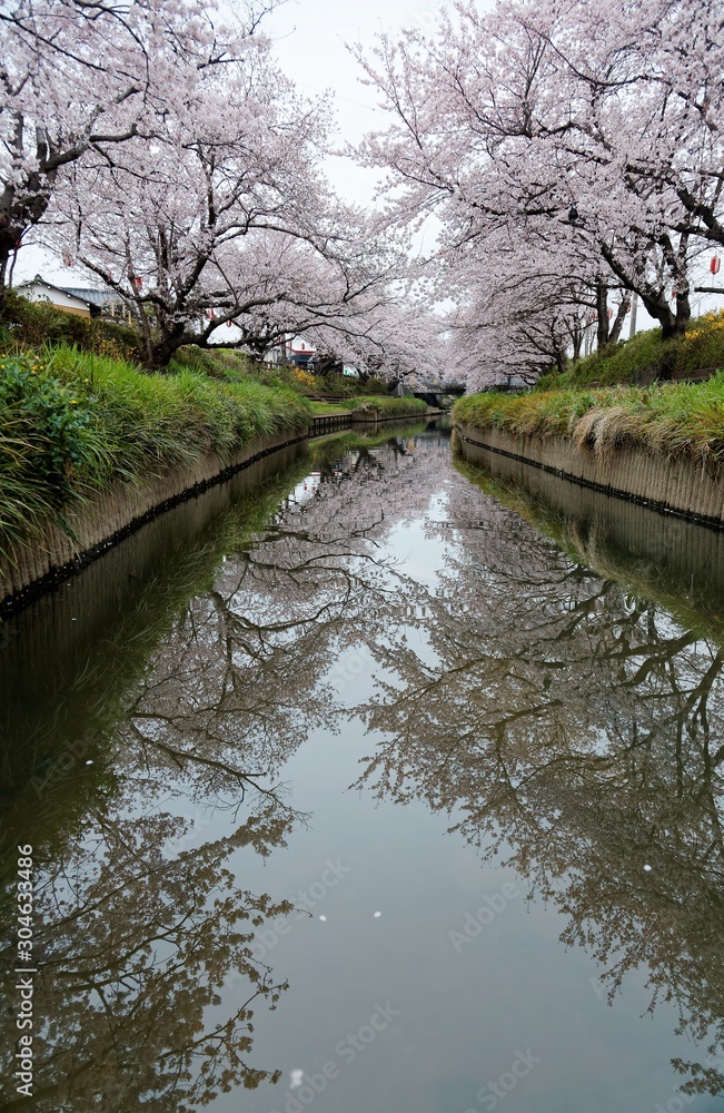 Beautiful archway of pink cherry blossom trees ( Sakura Namiki ) on the river bank of a canal in Fukiage, Saitama, Japan ~ Romantic spring scenery of Japanese countryside in sakura season Beautiful archway of pink cherry blossom trees ( Sakura Namiki ) on the river bank of a canal in Fukiage, Saitama, Japan ~ Romantic spring scenery of Japanese countryside in sakura season