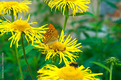 Yellow Oxeye flowers (Telekia speciosa) with a mother-of-pearl butterfly (Argynnis paphia) sitting on them.