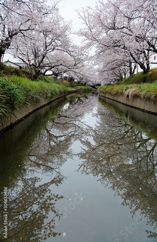 Beautiful archway of pink cherry blossom trees ( Sakura Namiki ) on the river bank of a canal in Fukiage, Saitama, Japan ~ Romantic spring scenery of Japanese countryside in sakura season photo