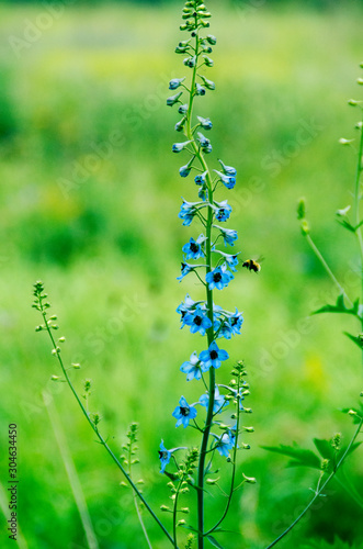 Blooming blue flower in the forest