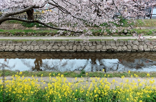 Romantic sidewalks under cherry blossoms ( Sakura Namiki ) by a small river bank & Brassica flowers in Fukiage City, Konosu Saitama Japan ~ Beautiful spring scenery of Japanese countryside photo