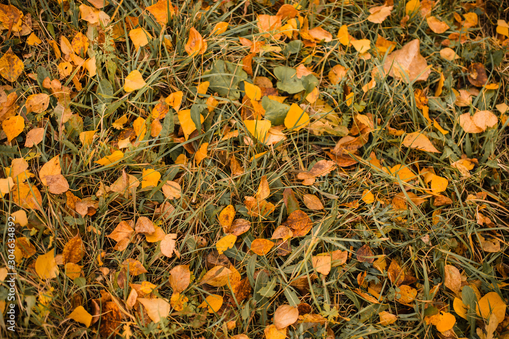 autumn. autumn leave. fallen leaves.Indian summer, mellow autumn, golden fall. Autumn leaves on the road. The bright leaves of the trees autumn. autumn leave. fallen leaves.Indian summer, mellow autumn, golden fall. Autumn leaves on the road. The bright leaves of the trees