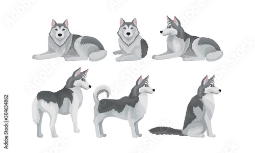 Siberian Husky Vector Set. Purebred Doggy in Different Poses