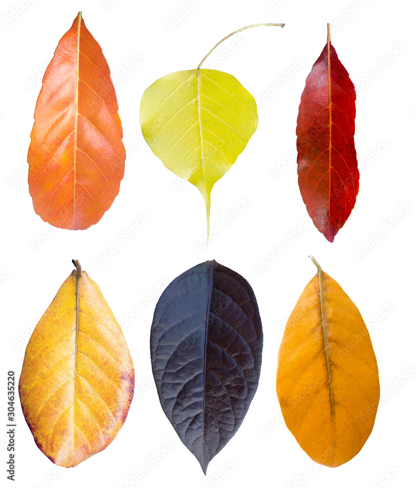 Fototapeta premium Collection of autumn dried leaves, isolated on white.