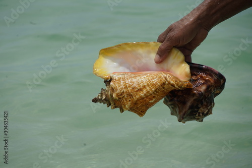 Shells