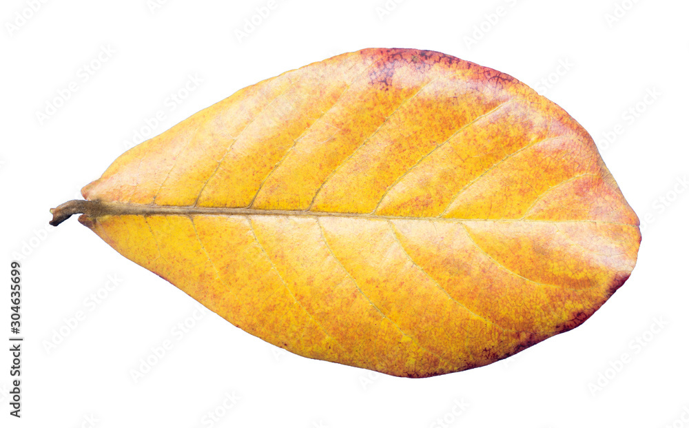 Tropical Almond Leaves Tropical Almond Leaves