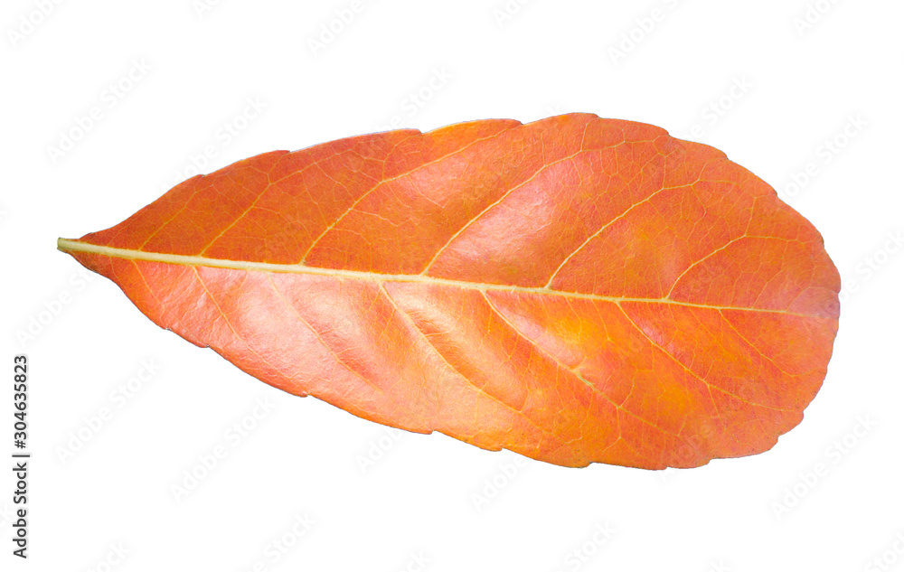 Red leaves on white background Red leaves on white background