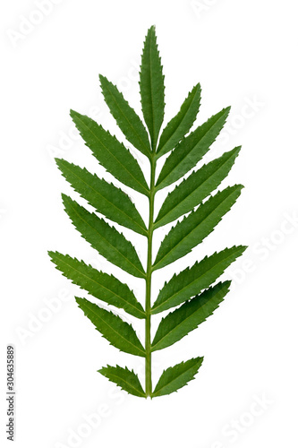 Chrysanthemum leaves on a white background.