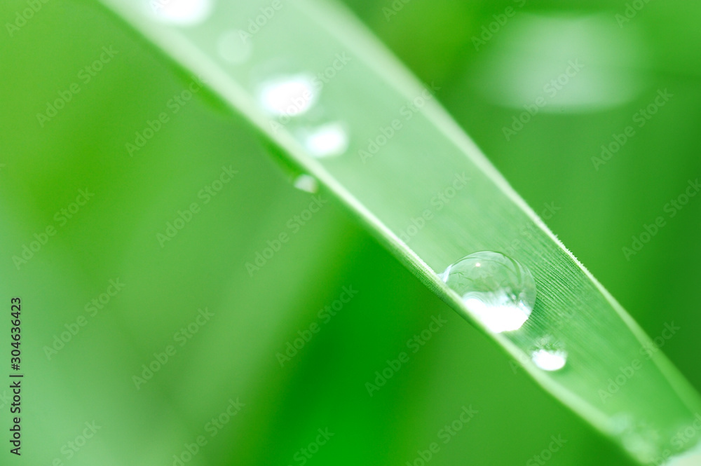 water drops on green grass, macro shot water drops on green grass, macro shot