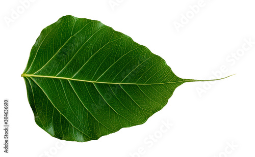 Pho tree leaves  On a white background