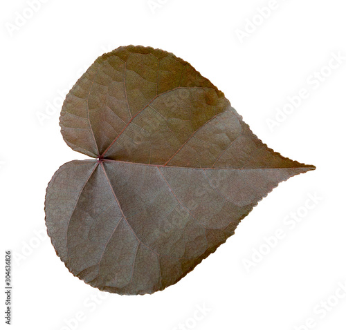 heart leaf shaped on white background