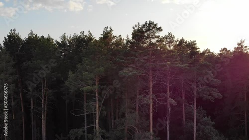 Forest, pines, sunset, aerial video