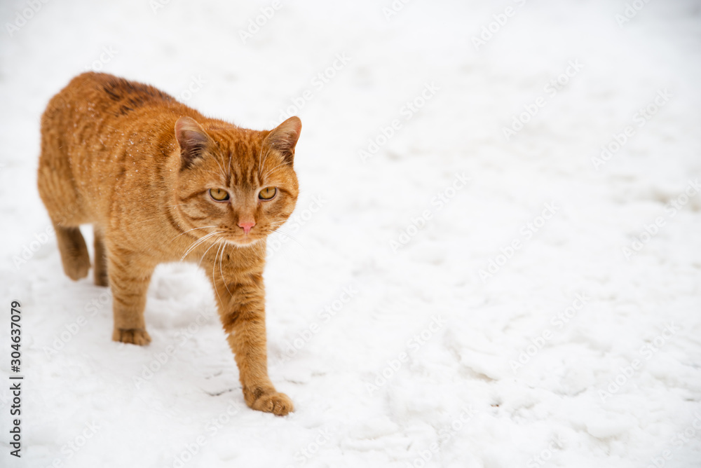 portrait of red cat close up outdoors portrait of red cat close up outdoors