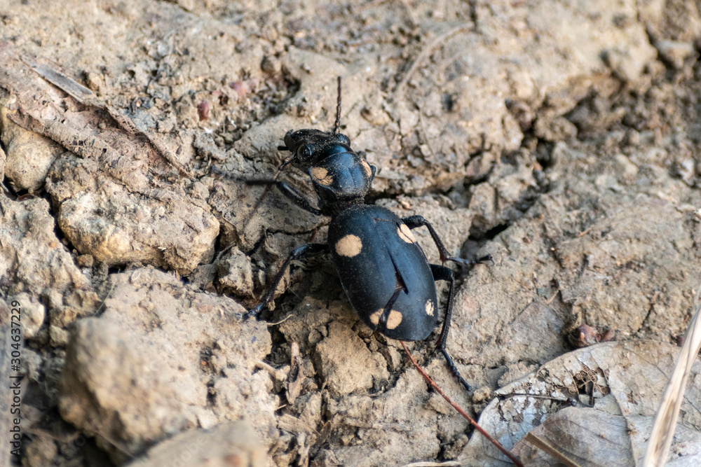 Dead Titanus giganteus beetle walking on a ground Dead Titanus giganteus beetle walking on a ground