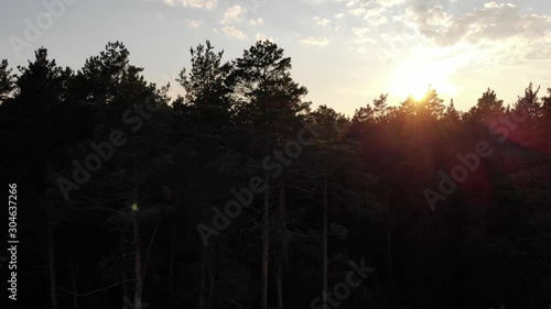 Forest, pines, sunset, aerial video