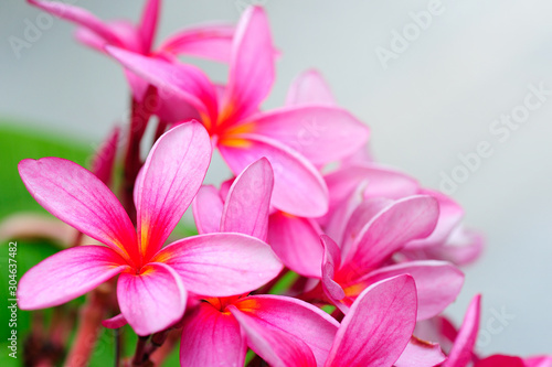 pink plumeria flower