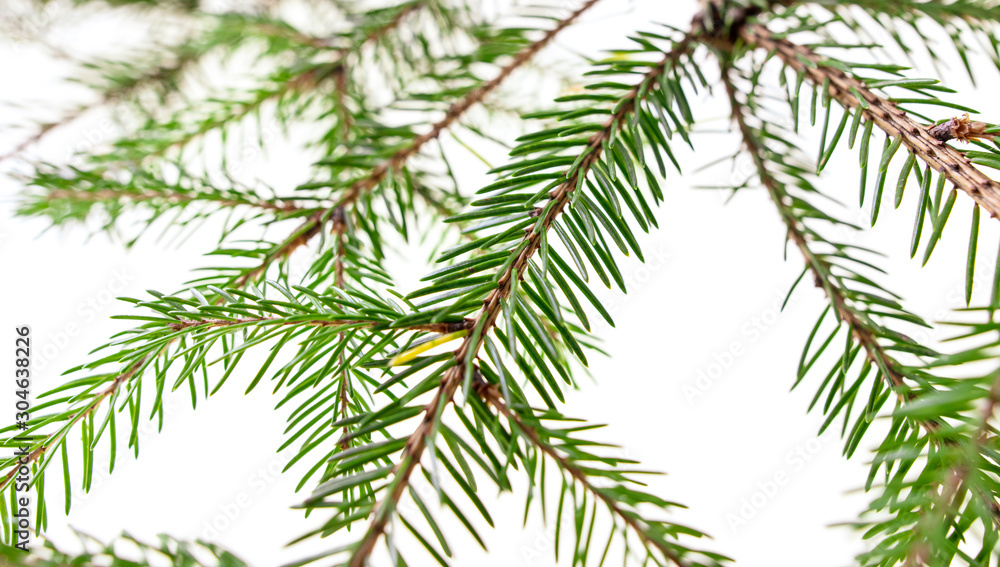 Green needles on a Christmas tree branch