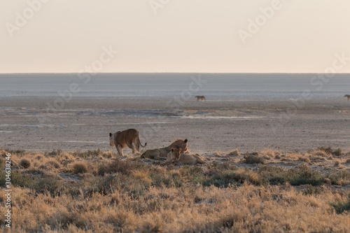 Lions in the sand dunes of the Etosha pan, Namibia, Africa